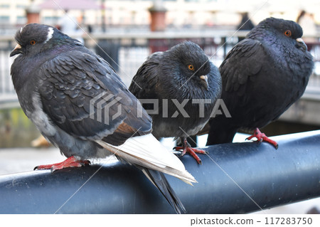 Pigeon in the park, close-up, selective focus. Pigeons sitting on the railing of a bridge in New York City 117283750