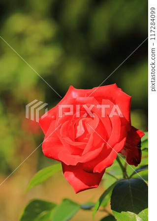 A red rose in full bloom 117284099