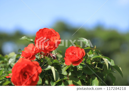 盛開的紅玫瑰 117284218