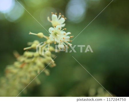 White clematis flowers blooming in July 117284750
