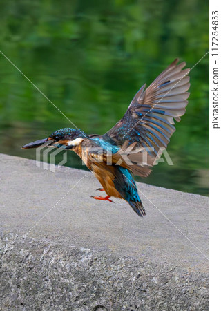 Flying Kingfisher 117284833