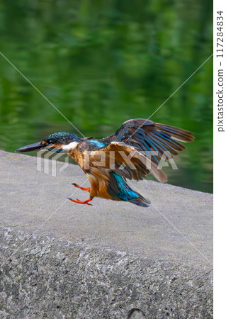 Flying river cicada 117284834