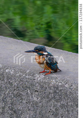 Standing kingfisher Standing kingfisher 117284838