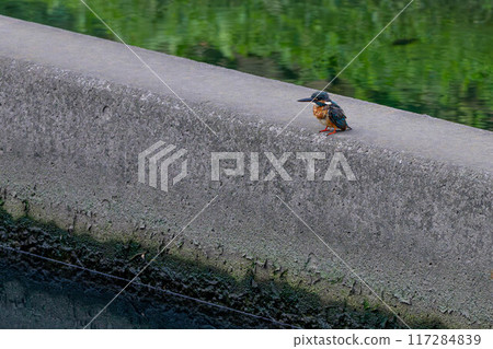 Kingfisher resting on a dam Kingfisher resting on a dam 117284839