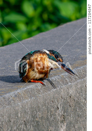Grooming kingfisher 117284847