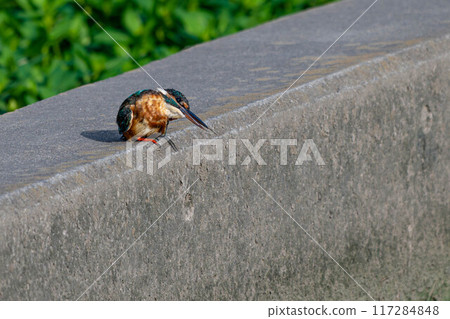 A kingfisher grooming its feathers 117284848