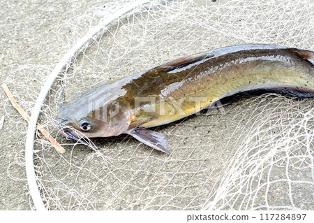 American catfish caught in Lake Kasumigaura American catfish caught in Lake Kasumigaura 117284897