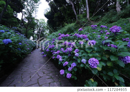 << Shimoda Park >> Hydrangeas growing in clusters in the mountains << Shimoda Park >> Hydrangeas growing in clusters in the mountains 117284935