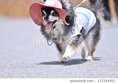 可愛的吉娃娃戴著帽子行走-夏季素材 117284952