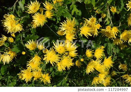 Edible chrysanthemums being cultivated in Shonai, Yamagata Prefecture 117284997