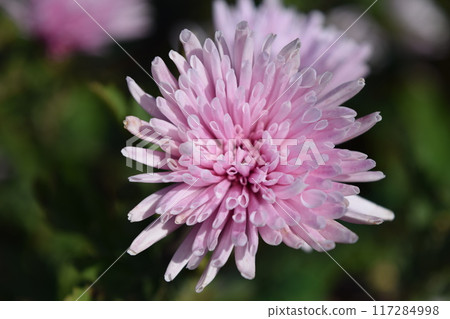 山形縣莊內市種植的食用菊花 117284998