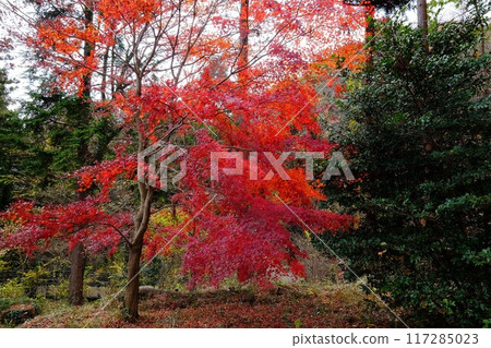 灌木叢中鮮紅的秋葉[相模原市津久井，12月] 117285023