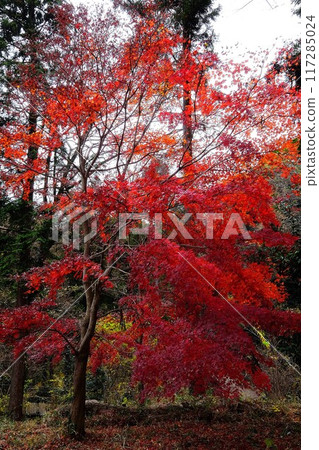 灌木叢中鮮紅的秋葉[相模原市津久井，12月] 117285024