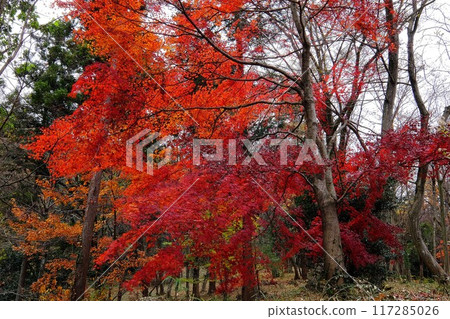 Bright red autumn leaves in a grove [Tsukui, Sagamihara City, December] 117285026