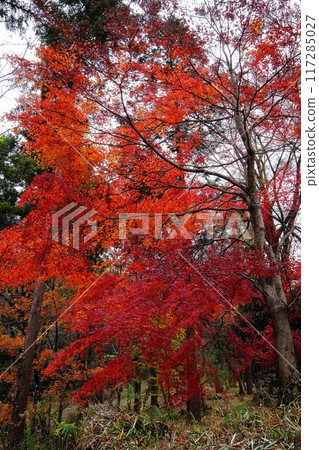 灌木叢中鮮紅的秋葉[相模原市津久井，12月] 117285027