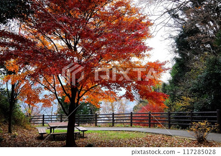 Autumn leaves rest area [Tsukui, Sagamihara City, December] 117285028