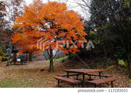 休息處的秋楓葉【相模原市津久井,12月】 休息處的秋楓葉【相模原市津久井,12月】 117285031