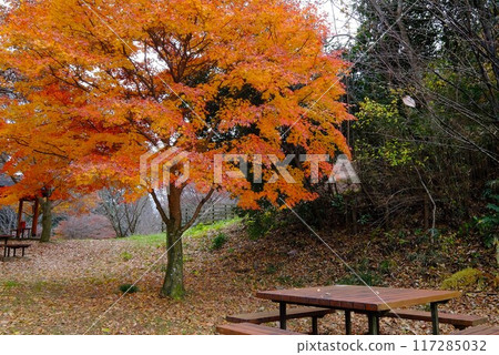 休息處的秋楓葉【相模原市津久井,12月】 休息處的秋楓葉【相模原市津久井,12月】 117285032