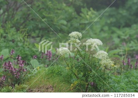 霧中的獅子堂和四窪釜花 117285034