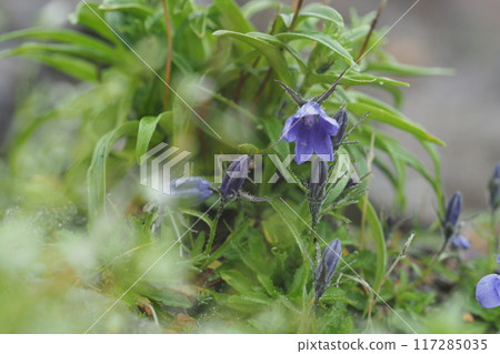 岩城峽的紫色花朵 岩城峽的紫色花朵 117285035