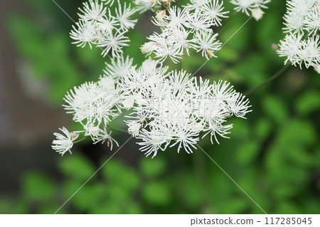 Cute white larch flowers blooming in the Yashima Marshland 117285045
