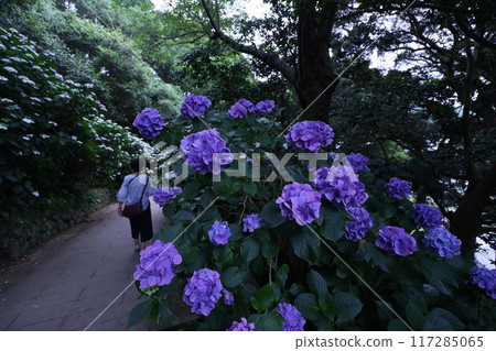 << Shimoda Park >> Hydrangeas growing in clusters in the mountains << Shimoda Park >> Hydrangeas growing in clusters in the mountains 117285065