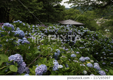 << Shimoda Park >> Hydrangeas growing in clusters in the mountains << Shimoda Park >> Hydrangeas growing in clusters in the mountains 117285097