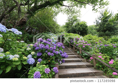 << Shimoda Park >> Hydrangeas growing in clusters in the mountains << Shimoda Park >> Hydrangeas growing in clusters in the mountains 117285098