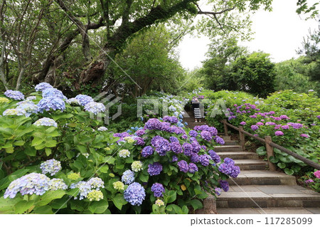 [下田公園]山間叢生的繡球花 117285099