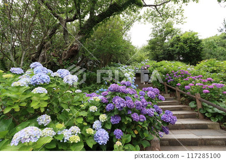 [下田公園]山間叢生的繡球花 117285100