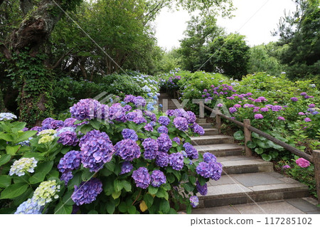 << Shimoda Park >> Hydrangeas growing in clusters in the mountains << Shimoda Park >> Hydrangeas growing in clusters in the mountains 117285102