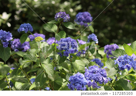 << Shimoda Park >> Hydrangeas growing in clusters in the mountains << Shimoda Park >> Hydrangeas growing in clusters in the mountains 117285103