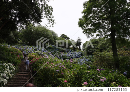 [下田公園]山間叢生的繡球花 117285163