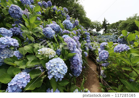 << Shimoda Park >> Hydrangeas growing in clusters in the mountains << Shimoda Park >> Hydrangeas growing in clusters in the mountains 117285165