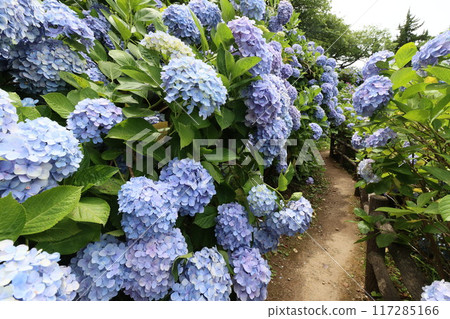<< Shimoda Park >> Hydrangeas growing in clusters in the mountains << Shimoda Park >> Hydrangeas growing in clusters in the mountains 117285166