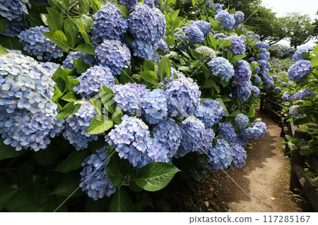 [下田公園]山間叢生的繡球花 117285167