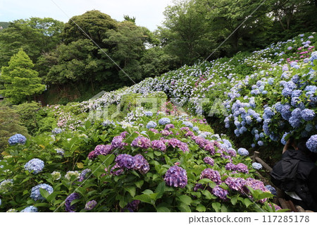 << Shimoda Park >> Hydrangeas growing in clusters in the mountains 117285178