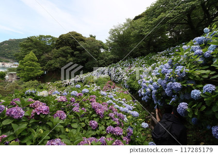 << Shimoda Park >> Hydrangeas growing in clusters in the mountains << Shimoda Park >> Hydrangeas growing in clusters in the mountains 117285179