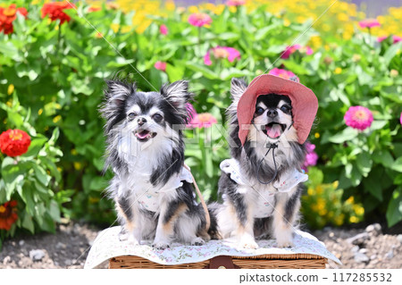 A summer trip for two Chihuahuas (Tanbara Lavender Park, Numata City, Gunma Prefecture) 117285532