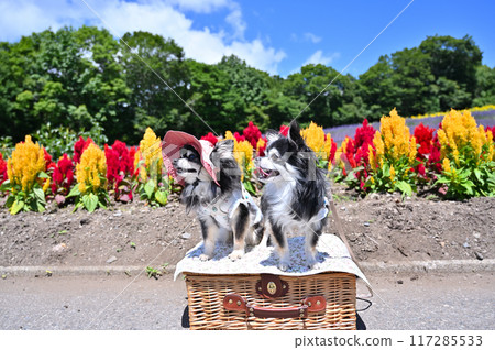 A summer trip for two Chihuahuas (Tanbara Lavender Park, Numata City, Gunma Prefecture) 117285533