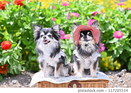 A summer trip for two Chihuahuas (Tanbara Lavender Park, Numata City, Gunma Prefecture) 117285534