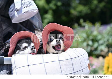 Two long-haired Chihuahuas wearing hats and using 7 electric fans to beat the heat (summer material) 117285538