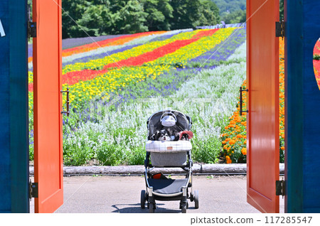 A summer getaway for two Chihuahuas: a cute door makes for great Instagram photos (Tanbara Lavender Park, Numata City, Gunma Prefecture) A summer getaway for two Chihuahuas: a cute door makes for great Instagram photos (Tanbara Lavender Park, Numata City, Gunma Prefecture) 117285547