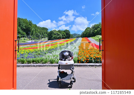 A summer getaway for two Chihuahuas: a cute door makes for great Instagram photos (Tanbara Lavender Park, Numata City, Gunma Prefecture) A summer getaway for two Chihuahuas: a cute door makes for great Instagram photos (Tanbara Lavender Park, Numata City, Gunma Prefecture) 117285549