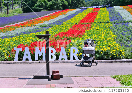 A summer trip for two Chihuahuas (Tanbara Lavender Park, Numata City, Gunma Prefecture) A summer trip for two Chihuahuas (Tanbara Lavender Park, Numata City, Gunma Prefecture) 117285550
