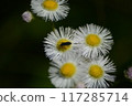 White flower of Haldione 117285714