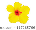 Hawaiian Hibiscus Flower 117285766