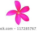 Hawaiian Plumeria Flower 117285767