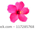 Hawaiian Hibiscus Flower 117285768
