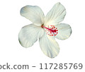 Hawaiian Hibiscus Flower 117285769